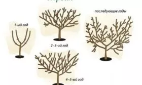 обрезка персика