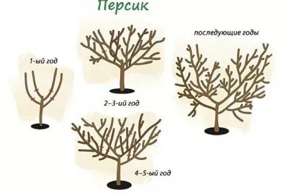 обрезка персика