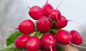 Редис Царевна