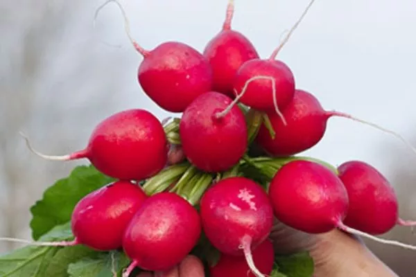 Редис Царевна