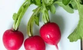 внешний вид редиса царевна