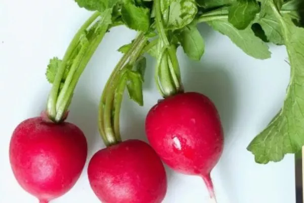внешний вид редиса царевна