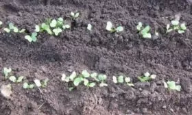 посев редиса