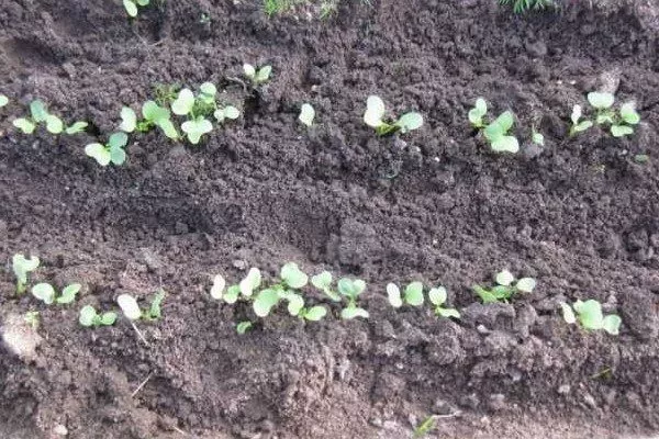 посев редиса