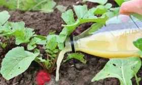 подкормка редиса