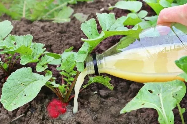подкормка редиса