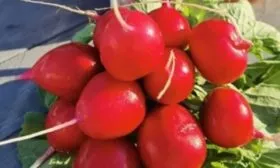 редис сорта царевна