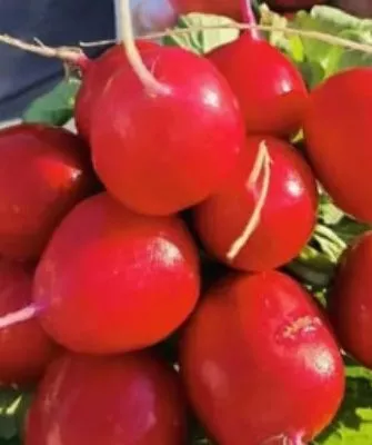 редис сорта царевна