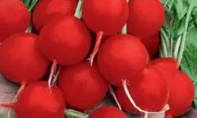 Редис Корунд