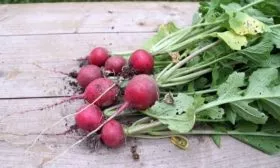 описание редиса корунд