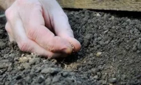 посев редиса