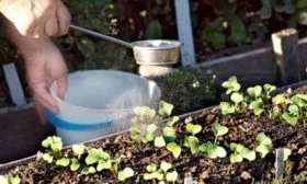 уход за редисом