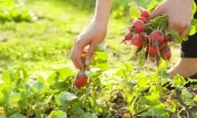 сбор редиса