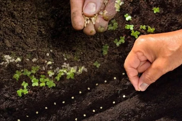 посев репы в огород