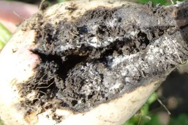 болезни репы