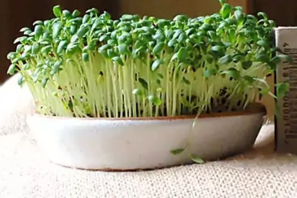 сорт кресс-салата Весенний