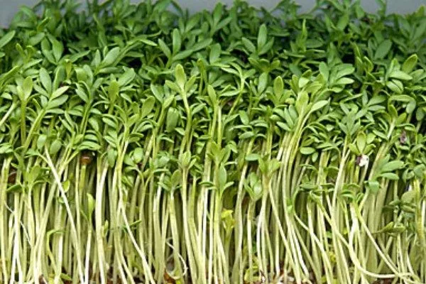 внешний вид салата