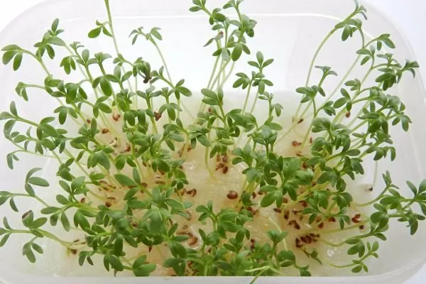 выращивание кресс-салата весенний