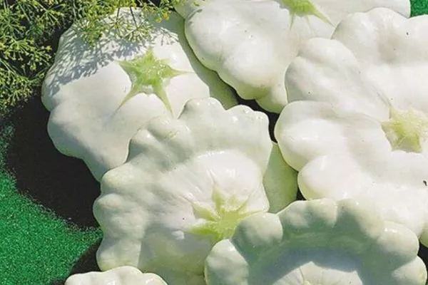 Патиссоны Белые 13