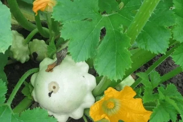 внешний вид кустов и плодов