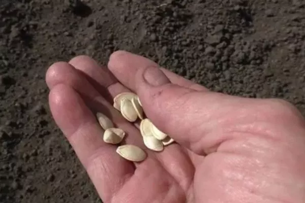 посев семян патиссонов