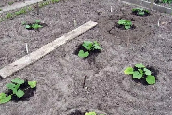 уход за патиссонами