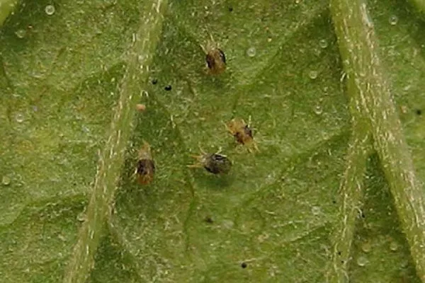 паутинный клещ на патиссонах