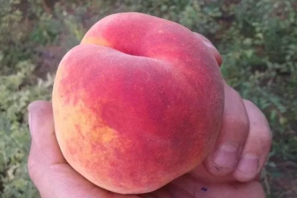 Персик Топ Свит Т5