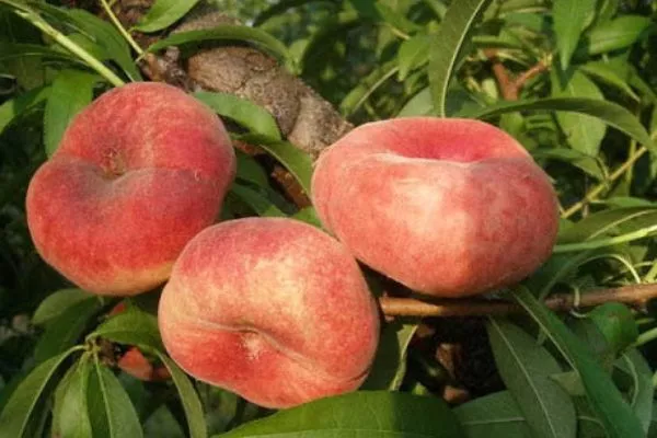 Персик Свит Кап