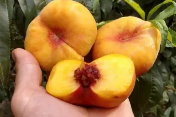 Персик Свит Багел