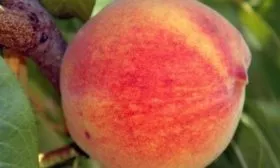 Персик Медовый