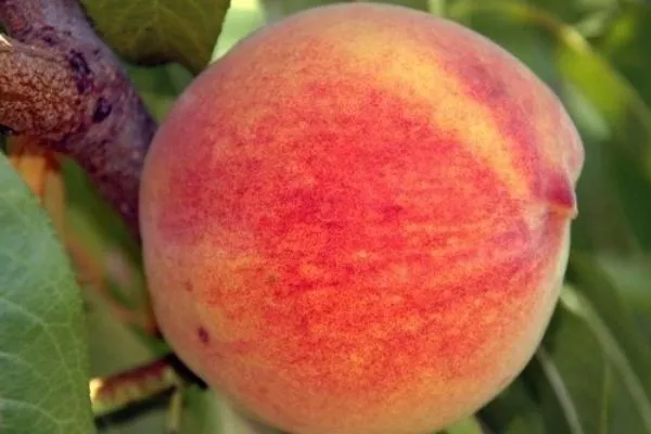 Персик Медовый