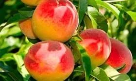 Персик сорта Медовый