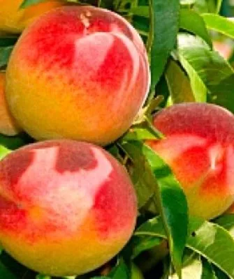 Персик сорта Медовый