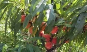 Внешний вид дерева