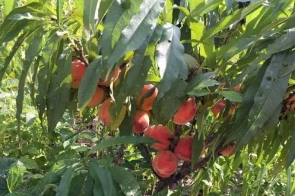 Внешний вид дерева