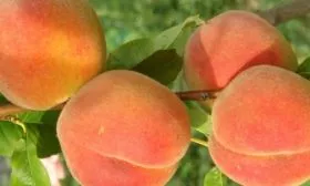 Описание плодов