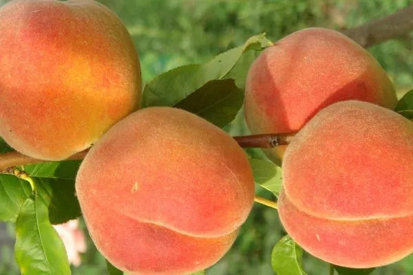 Описание плодов