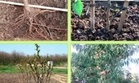 посадка персиков