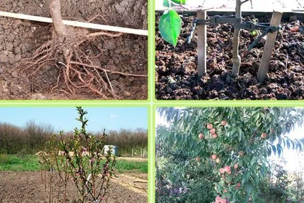 посадка персиков