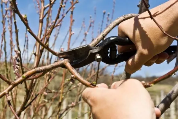 уход за персиками