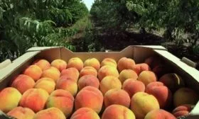 сбор персиков