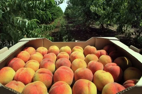сбор персиков