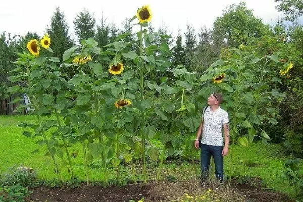 самые высокорослые подсолнечники