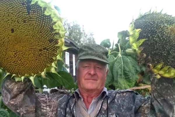Особенности подсолнечников-гигантов