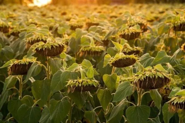 сорт подсолнечника Агора