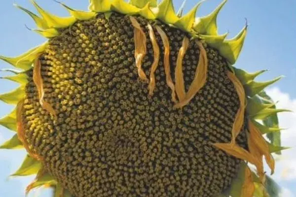 сорт подсолнечника Алей