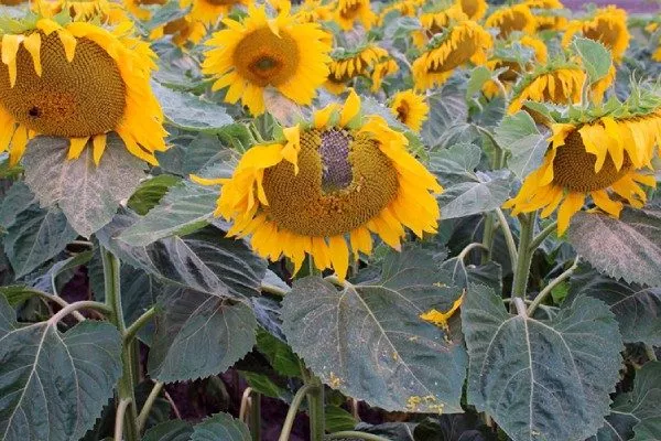 сорт подсолнечника Алькантара