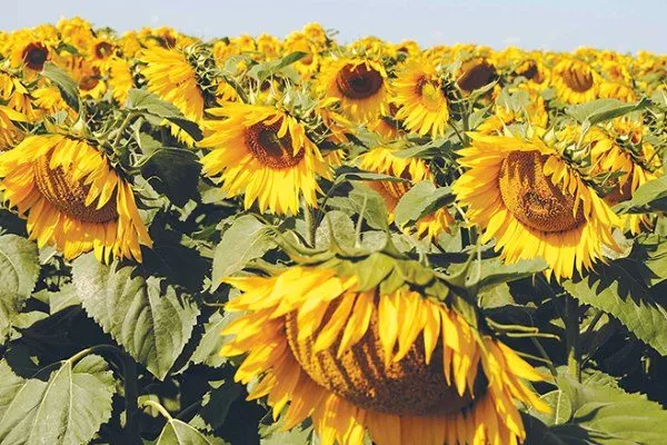 сорт подсолнечника Ароматик СУ