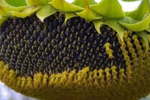 сорт подсолнечника Бельведер